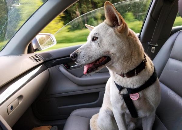 traveling with a dog